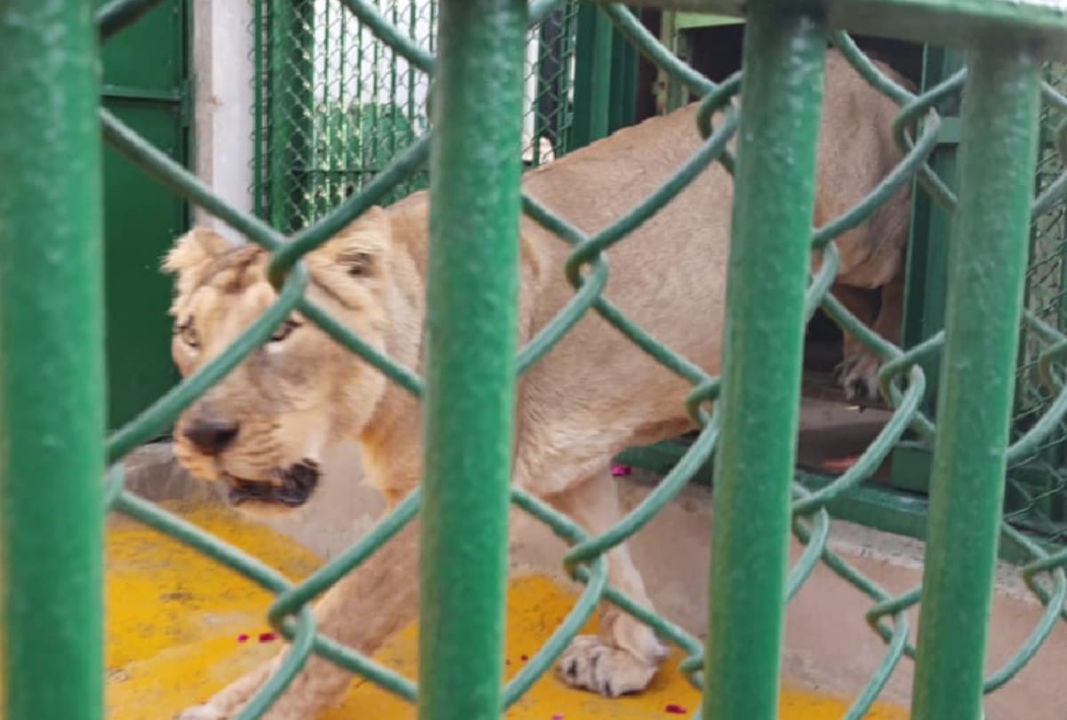 Gorakhpur zoo will get india top third positions of lion breeding center