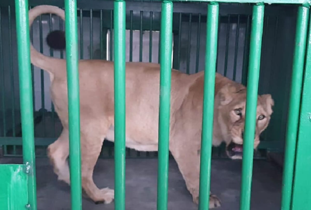 Gorakhpur zoo will get india top third positions of lion breeding center
