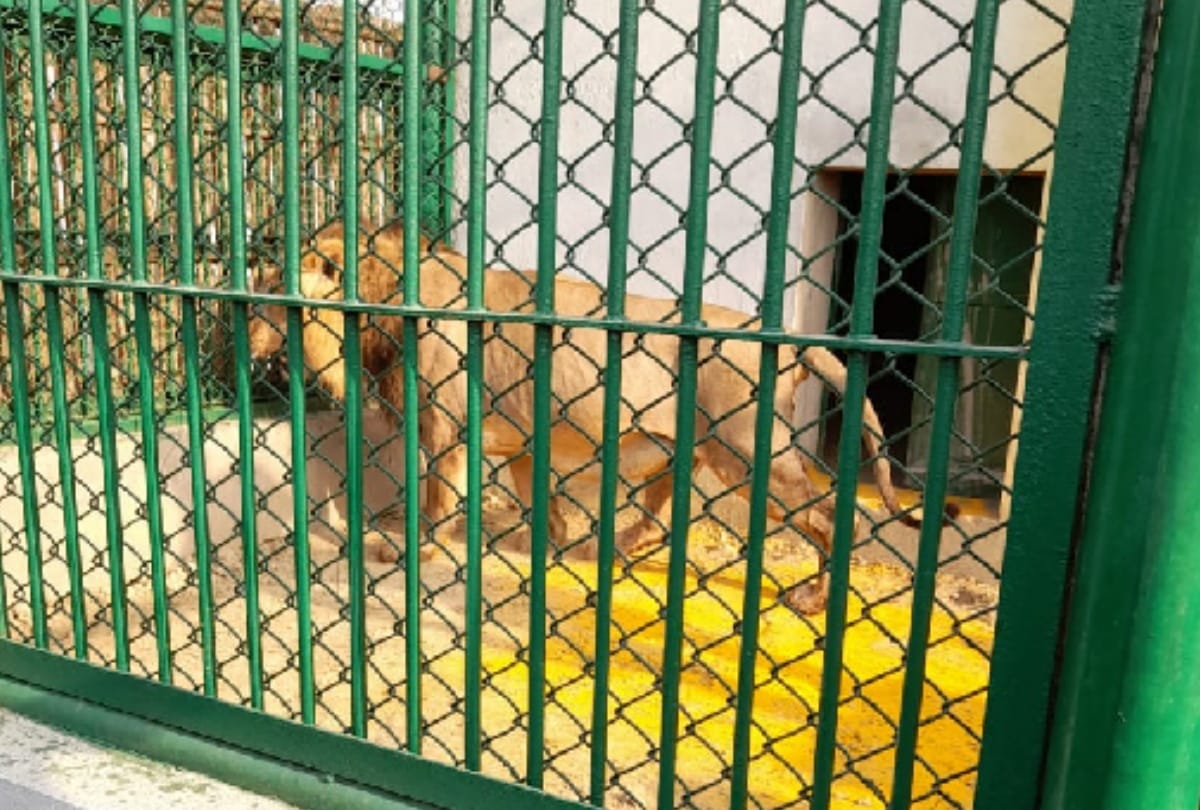 Gorakhpur zoo will get india top third positions of lion breeding center