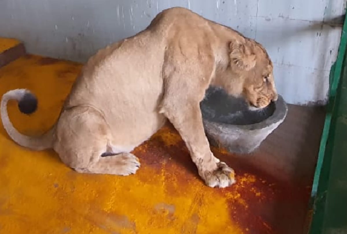 Gorakhpur zoo will get india top third positions of lion breeding center