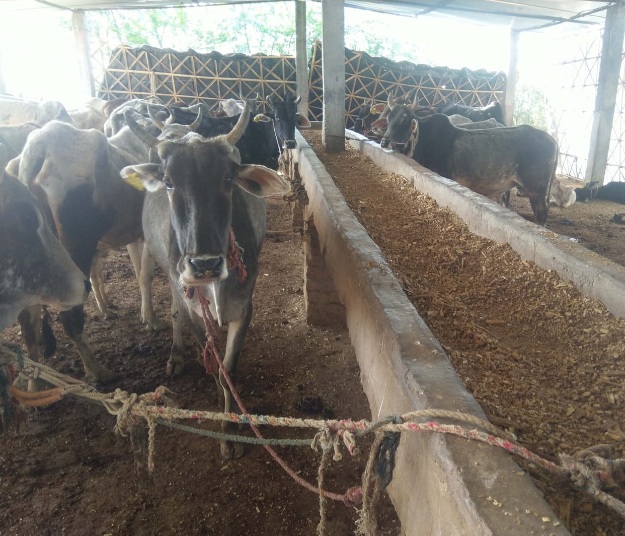 COW shelter,cow dead