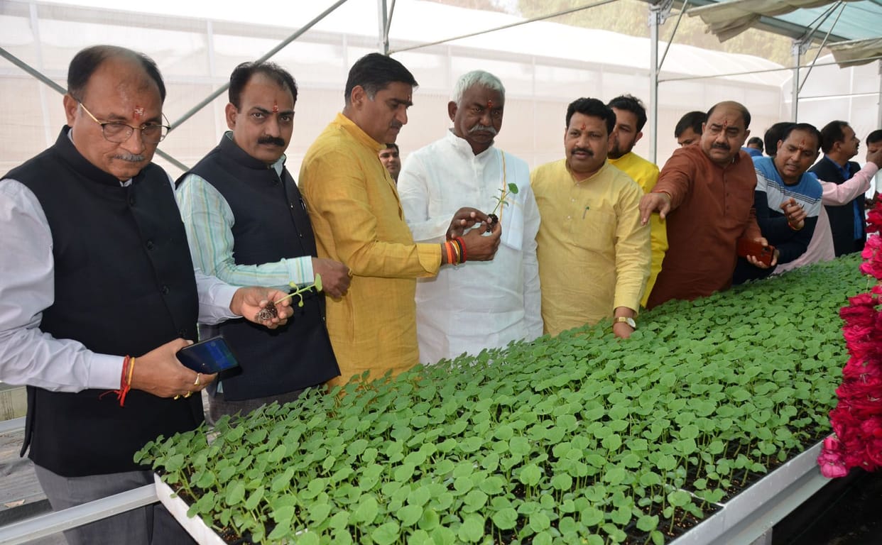 now vegetable plant full year