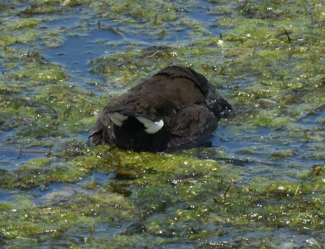 water tank, dead ducks, health department