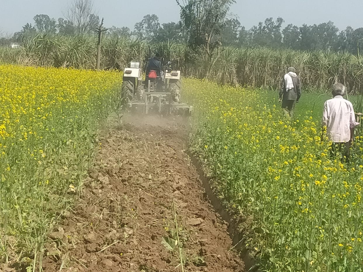 20 bigha crop plowed against agricultural laws
