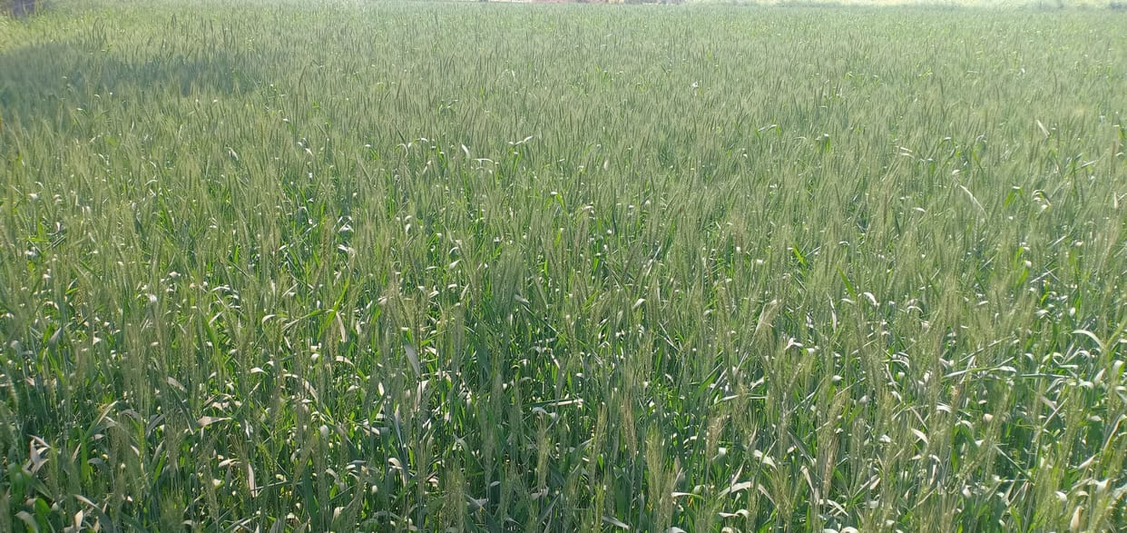 agriculture