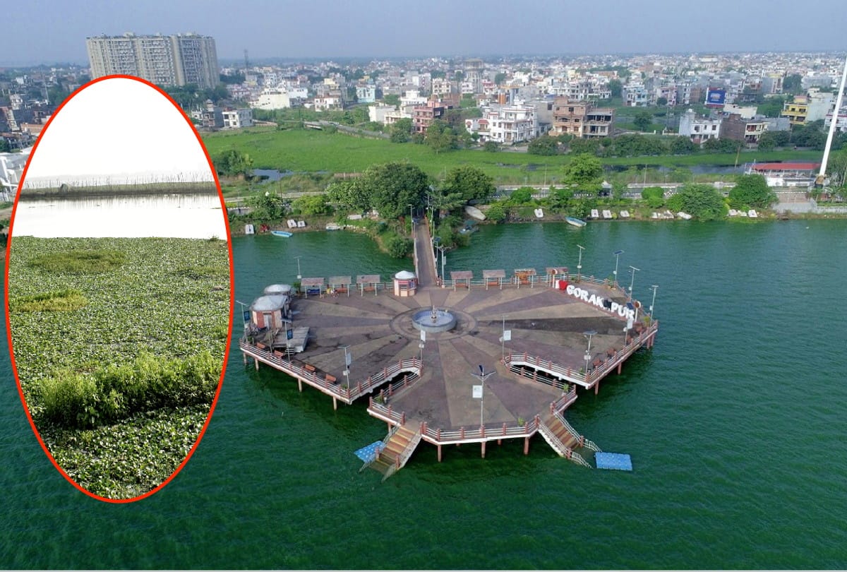 Mini Juhu Chowpatty stain by Hyacinth spread in Ramgarh Taal Gorakhpur