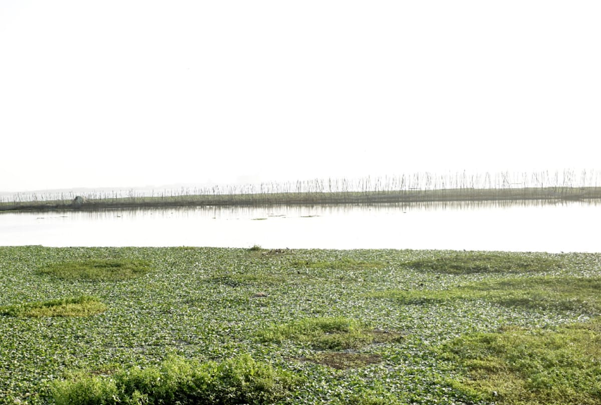 Mini Juhu Chowpatty stain by Hyacinth spread in Ramgarh Taal Gorakhpur