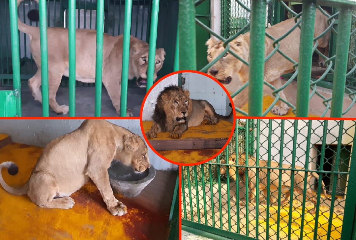 Gorakhpur zoo will get india top third positions of lion breeding center