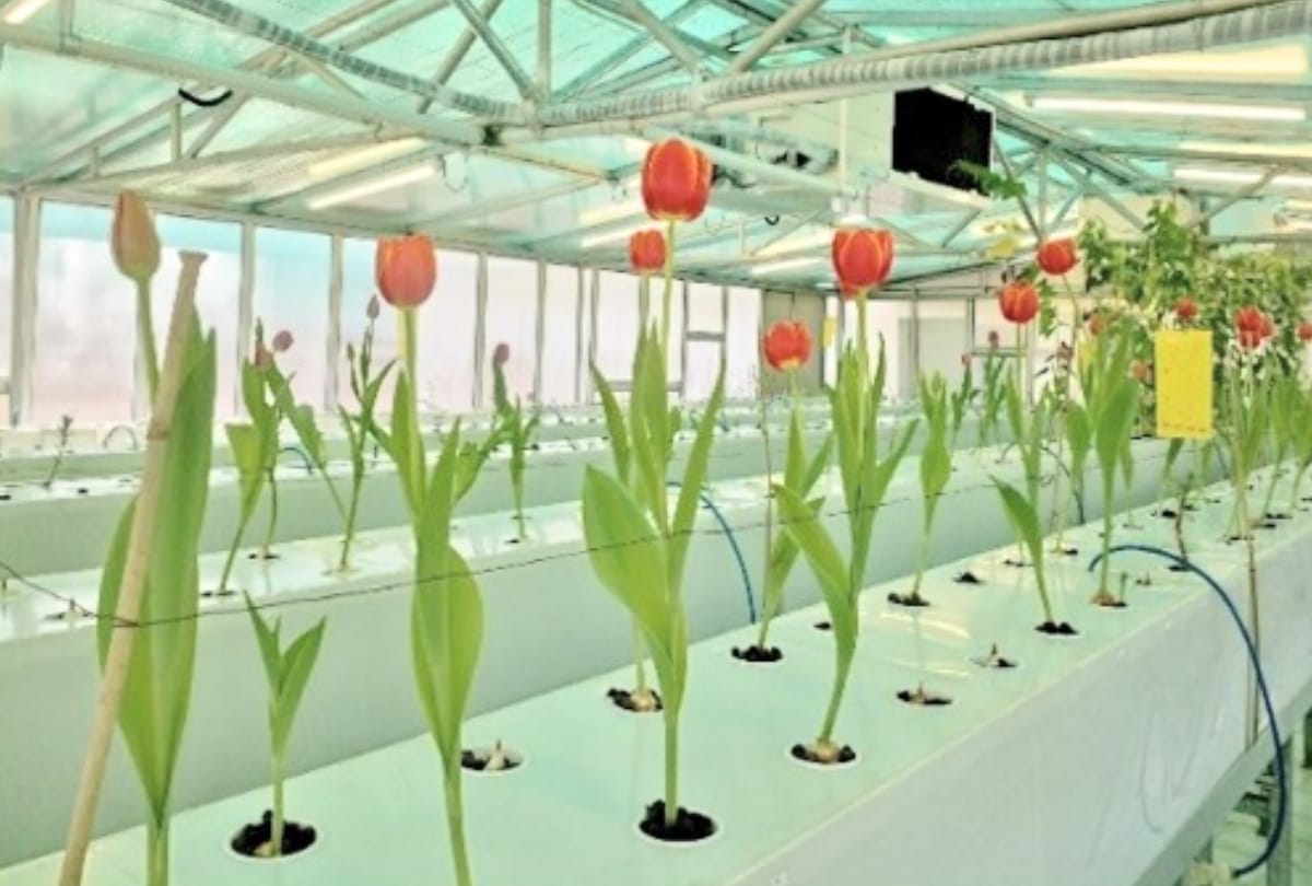 lilium and tulip flower farming CSIR palampur research with hydroponics technique
