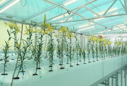 lilium and tulip flower farming CSIR palampur research with hydroponics technique