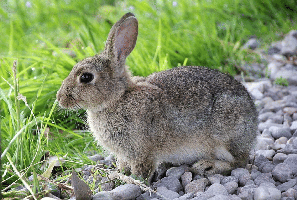 why rabbit eat their own poop weird habits of animals