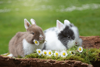 weird habits of rabbit eat their own poop know reason