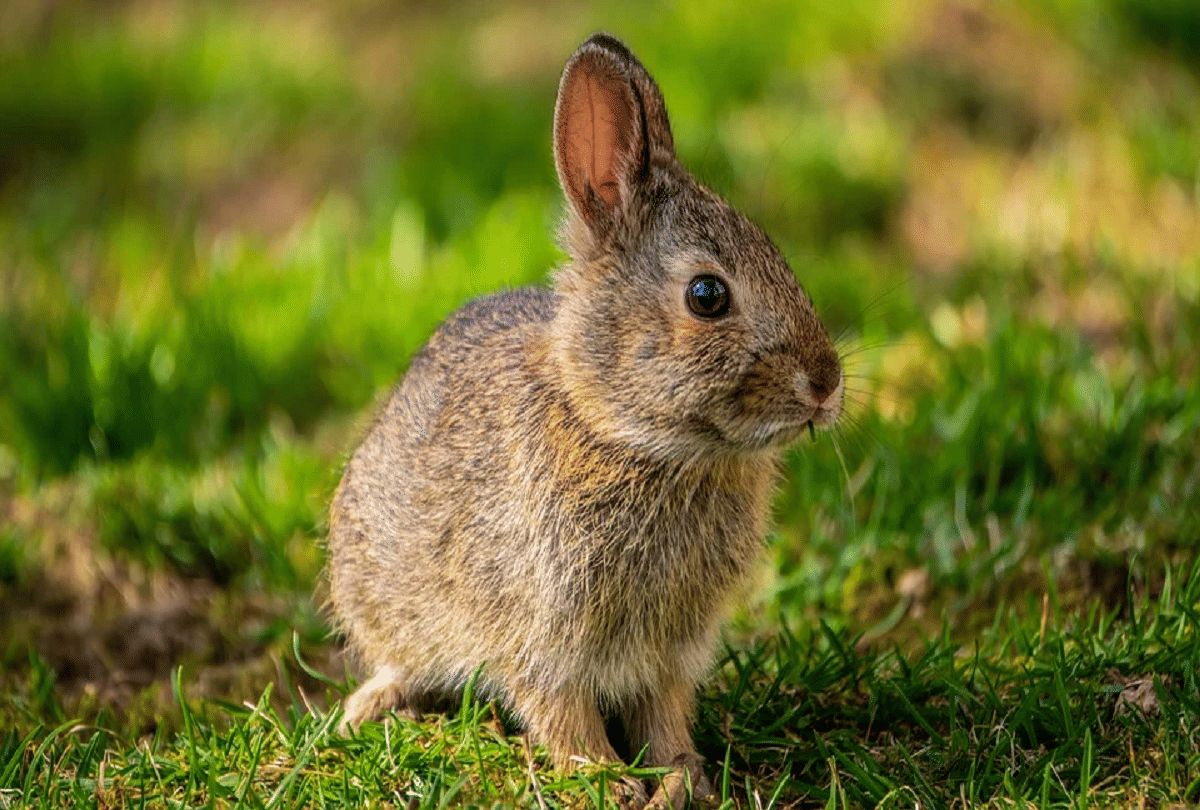 why rabbit eat their own poop weird habits of animals