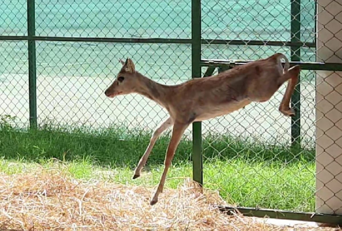 Seven black deer welcome in UP most beautiful Gorakhpuur Zoo