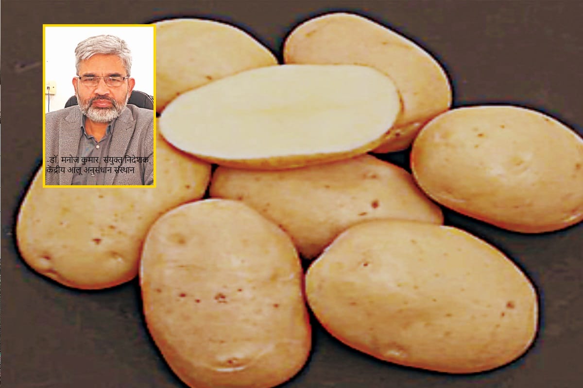 Exclusive: Kufri sangam new species of potato will be beneficial to farmers, CPRI scientists get success after twelve years of research