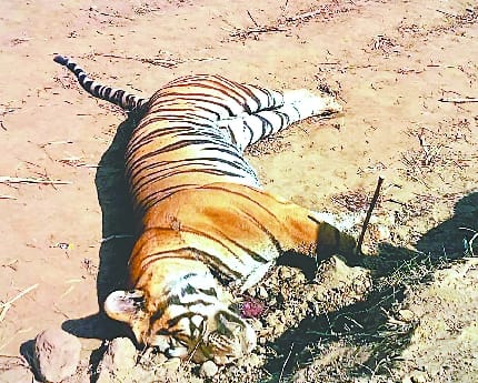 Poachers put up electric fence, tiger died