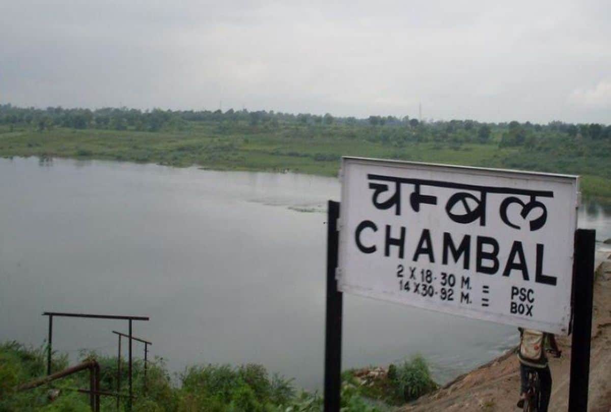 Rare Birds In Chamabal Sanctuary Wild Life News In Hindi