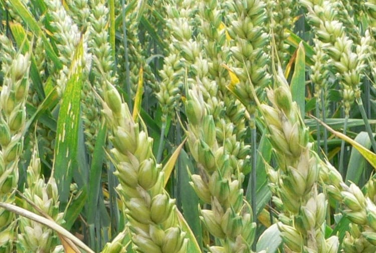 Increase in temperature can affect wheat production 