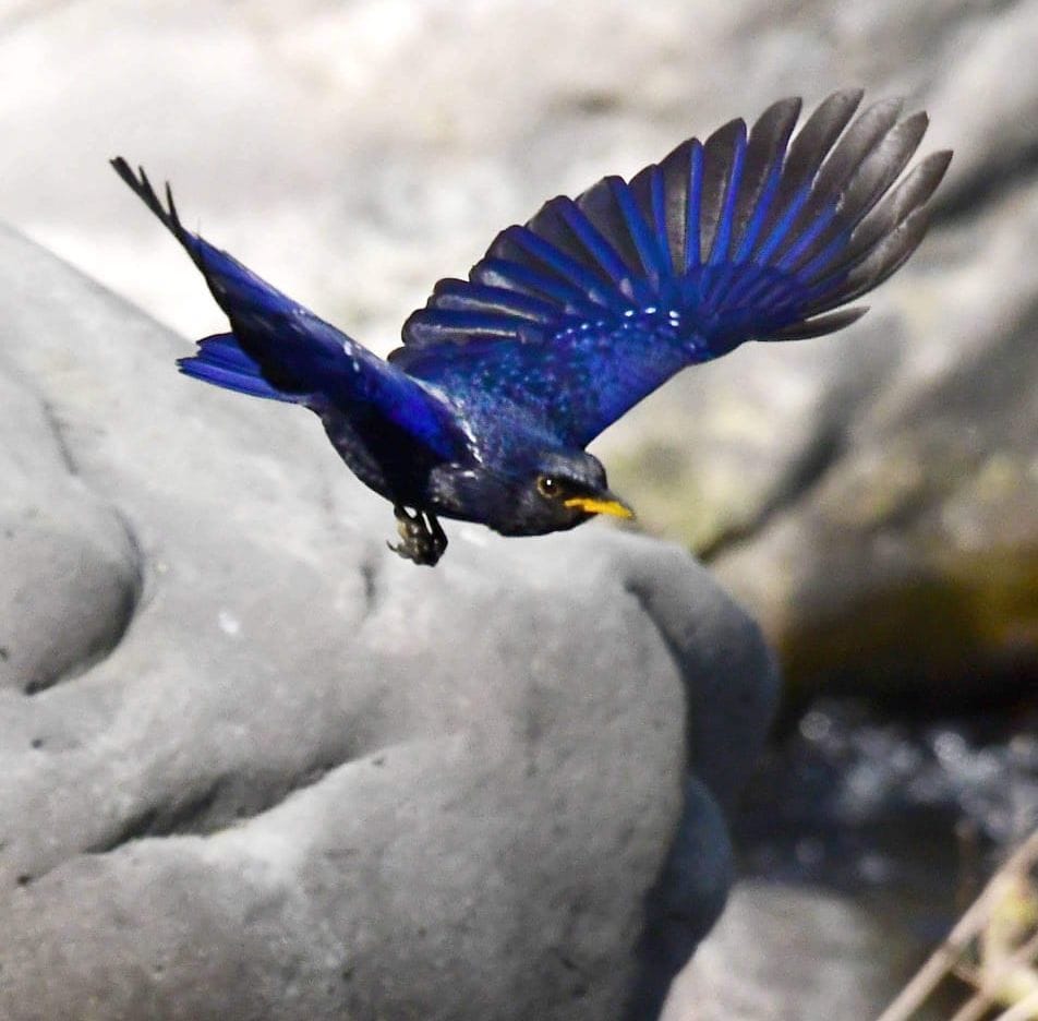 402 species of birds in Corbett