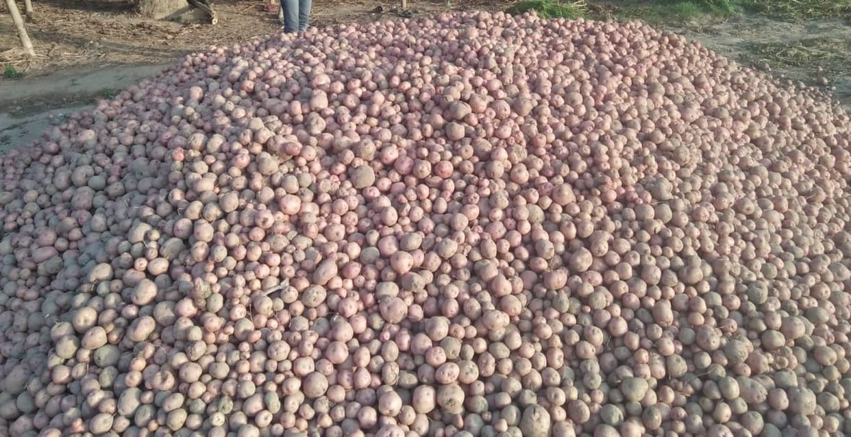 Kisan