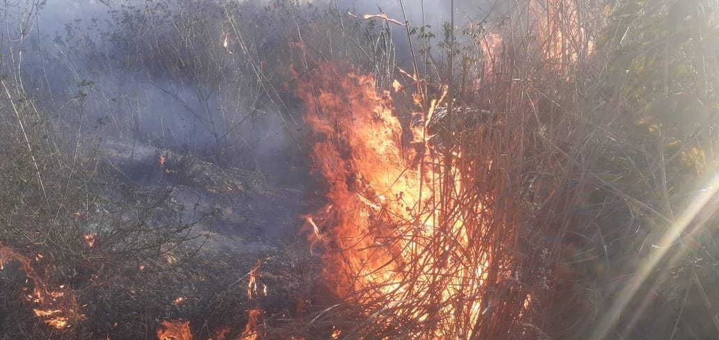 Jungle burn due to fire in Morena