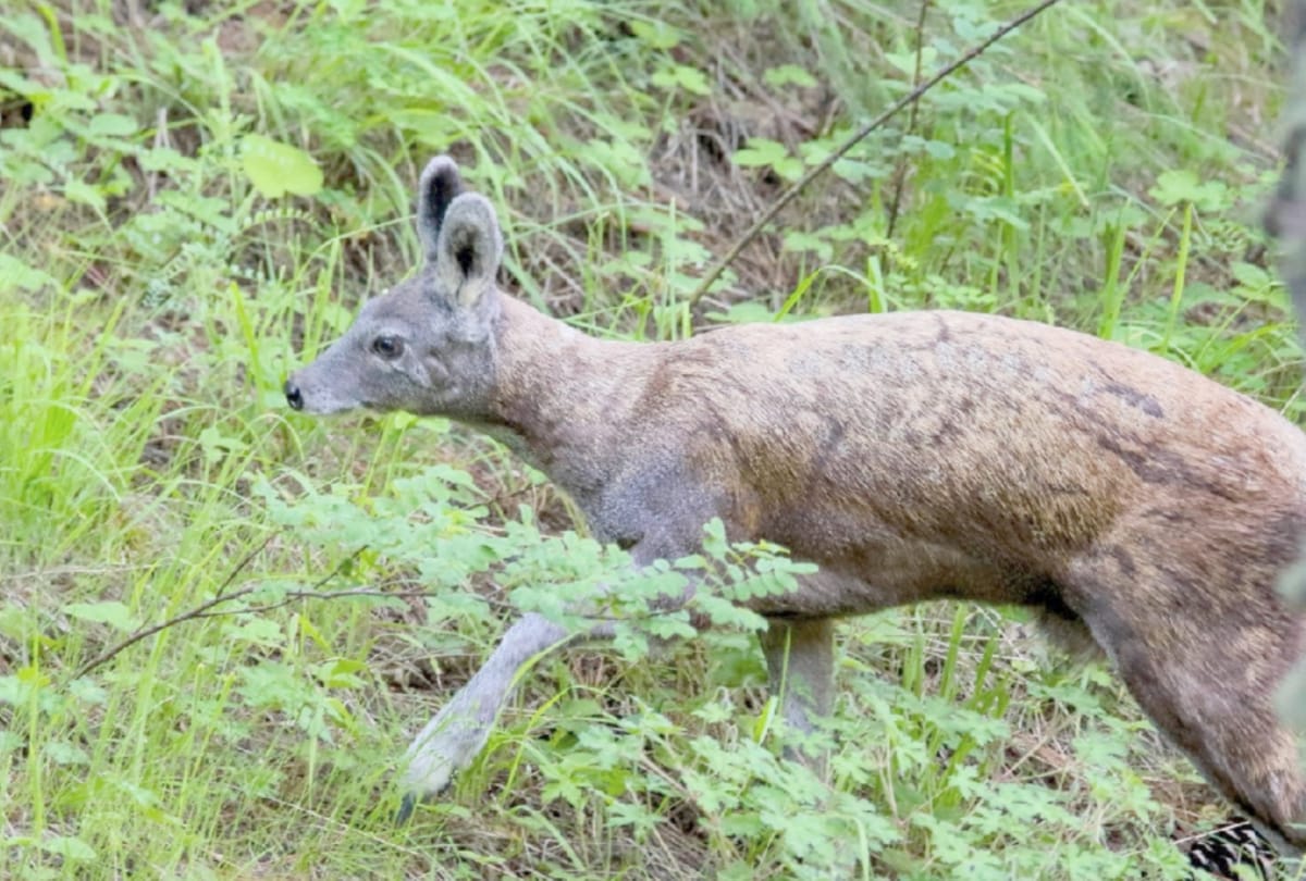 World Wildlife Day: great himalayan national park became life protector for musk deer