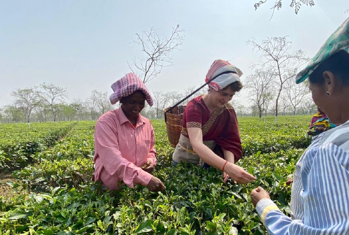 priyanka gandhi vadra plucks tea leaves in assam tea garden assembly election 2021