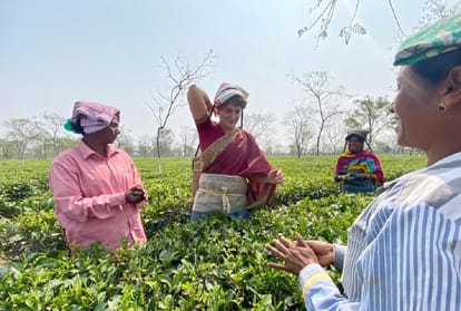 priyanka gandhi vadra plucks tea leaves in assam tea garden assembly election 2021
