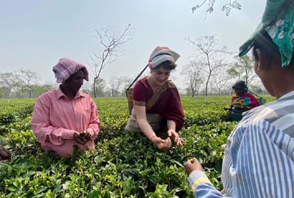 priyanka gandhi vadra plucks tea leaves in assam tea garden assembly election 2021