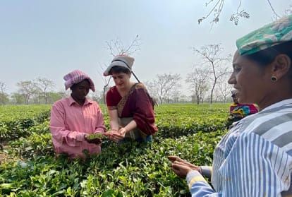 priyanka gandhi vadra plucks tea leaves in assam tea garden assembly election 2021