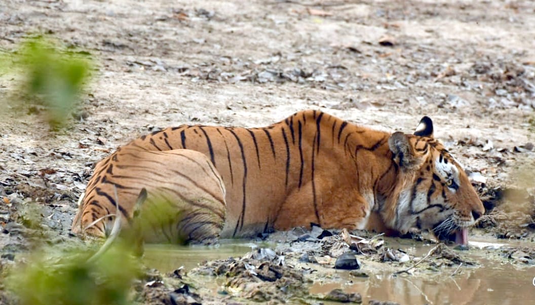 Wildlife clusters growing in forests