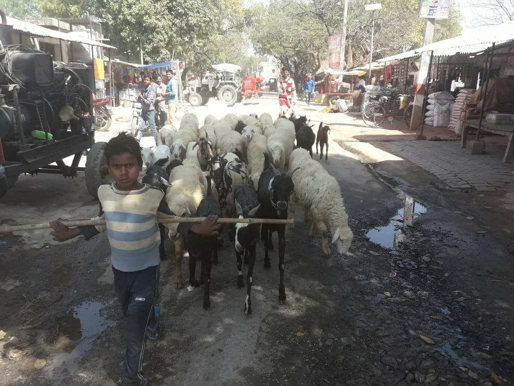 bakaree-bhed paalan kar maalaamaal honge kisaan