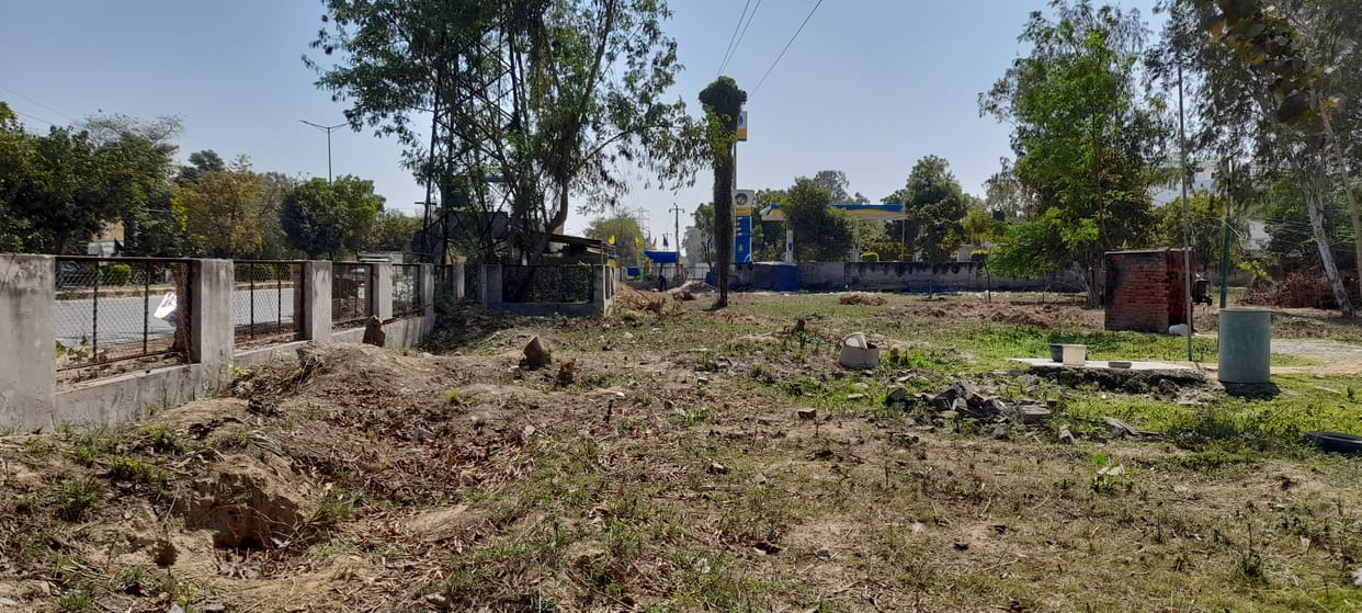 no. of trees cut from sector 8 to sector 17 for expressway