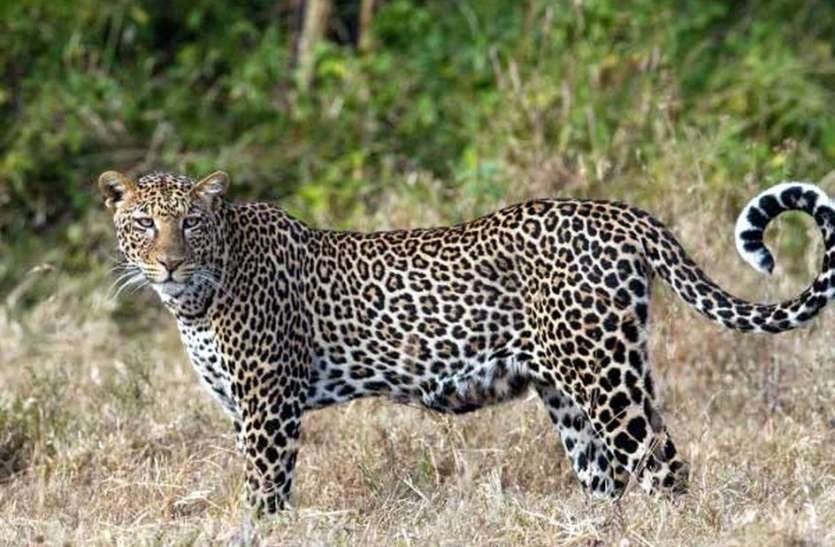 The forests are shrinking, leopards are moving towards population