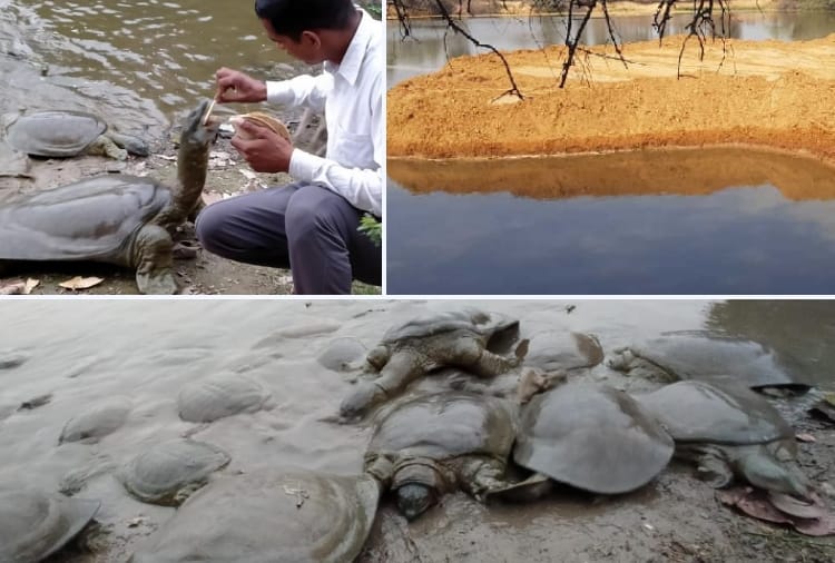 Haryana : An island is being built in the lake of Village Kajalheri in which Softshell turtle reside  