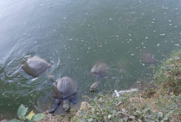 Haryana : An island is being built in the lake of Village Kajalheri in which Softshell turtle reside  