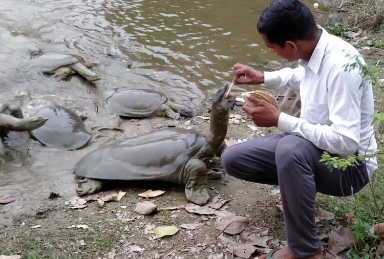 Haryana : An island is being built in the lake of Village Kajalheri in which Softshell turtle reside  