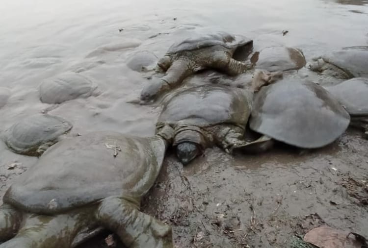 Haryana : An island is being built in the lake of Village Kajalheri in which Softshell turtle reside  