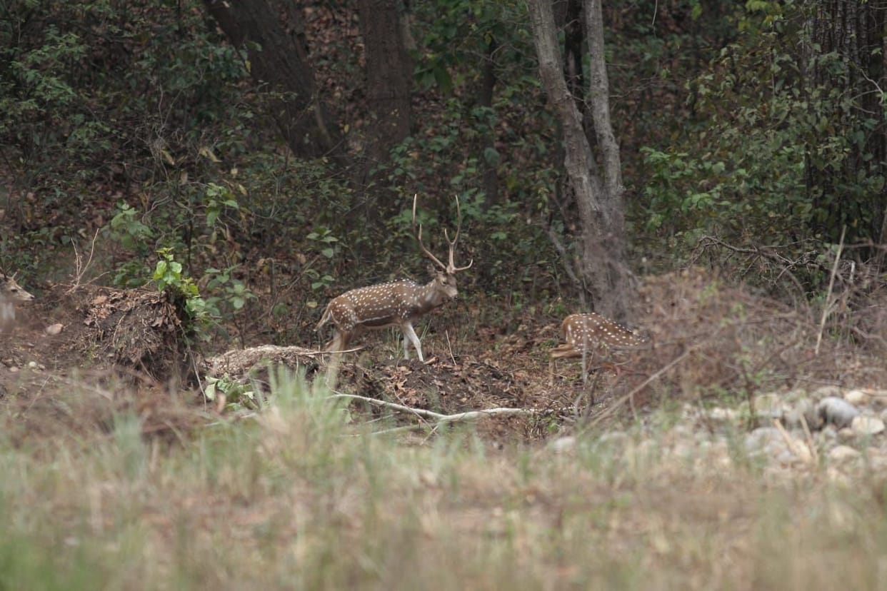 kalesar national park