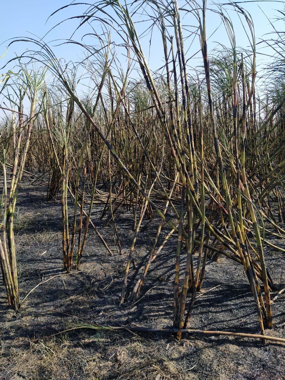 Short circuit fire .. Five acres of sugarcane crop destroyed