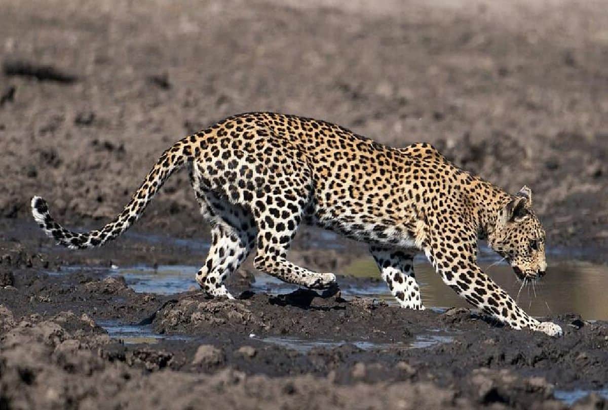 four leopards have died in Chambal Sanctuary in Agra