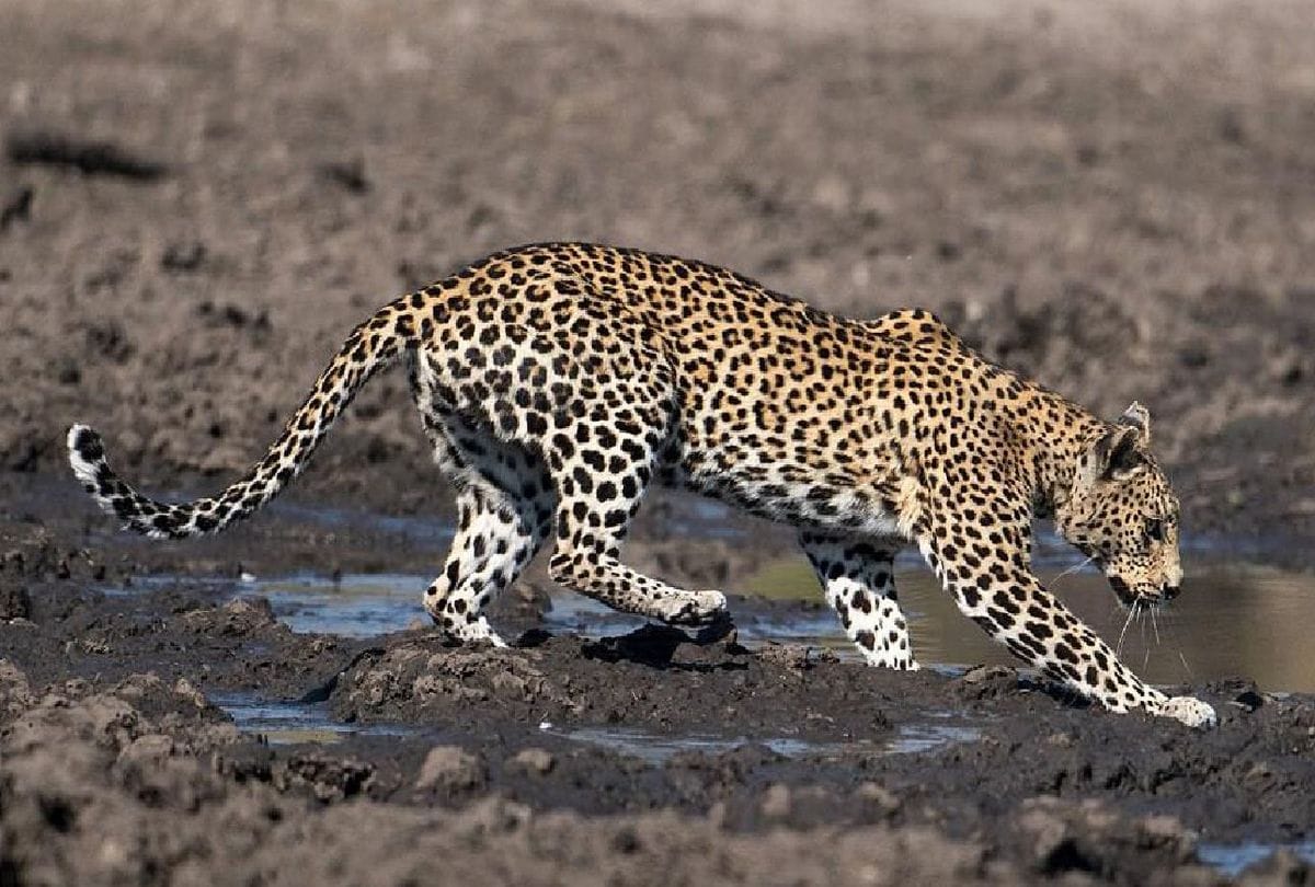 Uttarakhand News: Leopard Activities Seen  First by Radio Collar