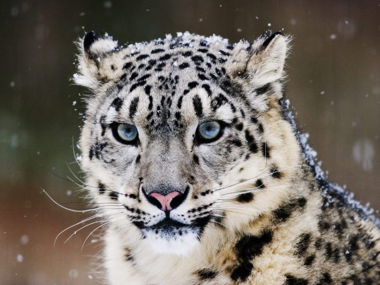 Uttarakhand: India First Snow leopard conservation centre to be built in Uttarkashi is fully eco friendly