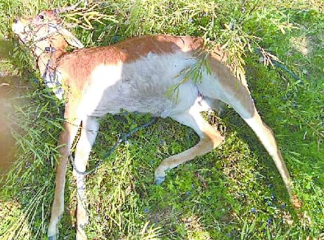 No confirmation of strangulation .. Forest department engulfed itself on death of deer due to postmortem
