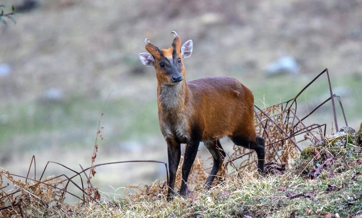 Barking Deer in Munsyari