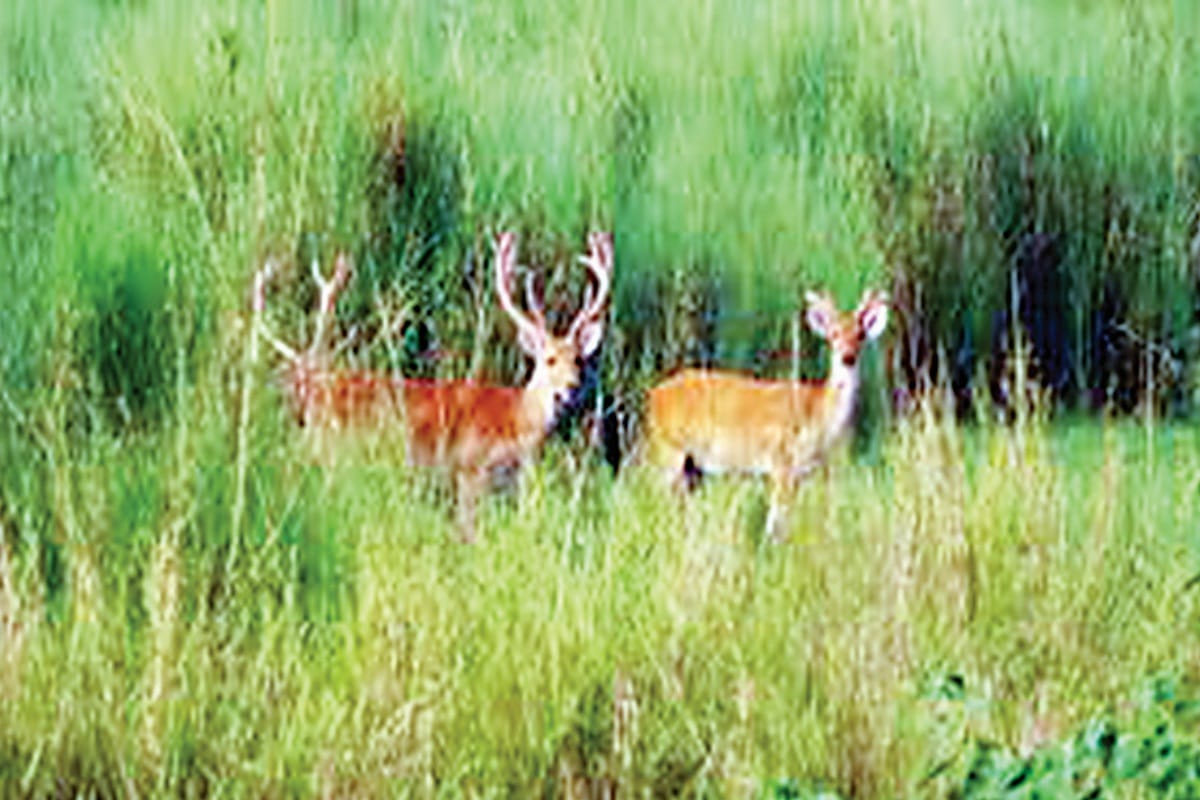 Amar Ujala Exclusive: limit of Hastinapur Sanctuary could not be fixed for 35 years because of Forest Department  delay