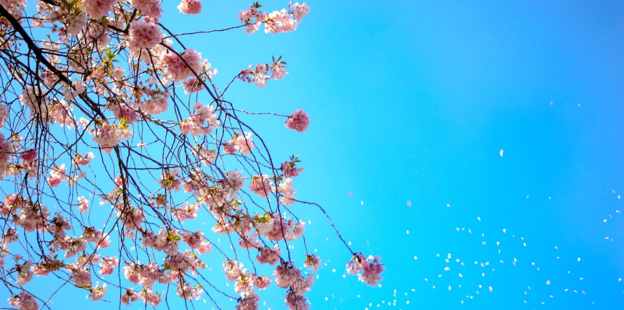 spring came before time flowers bloomed in Japan-Mexico due to Climate Change