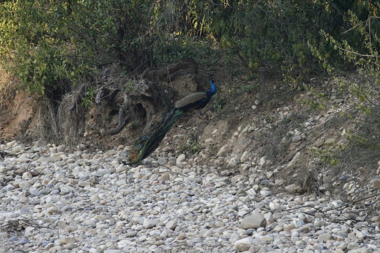 Wildlife will be counted simultaneously in the state, Rs 39 lakh will be spent on the project