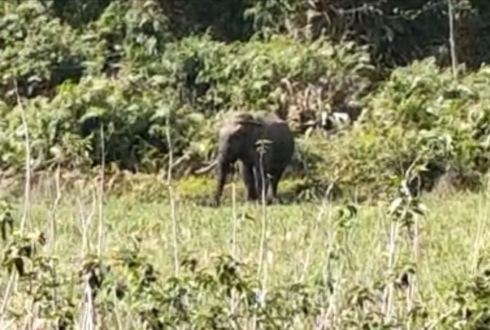 Dehradun News: Elephant killed youth in Sauda Saroli Forest