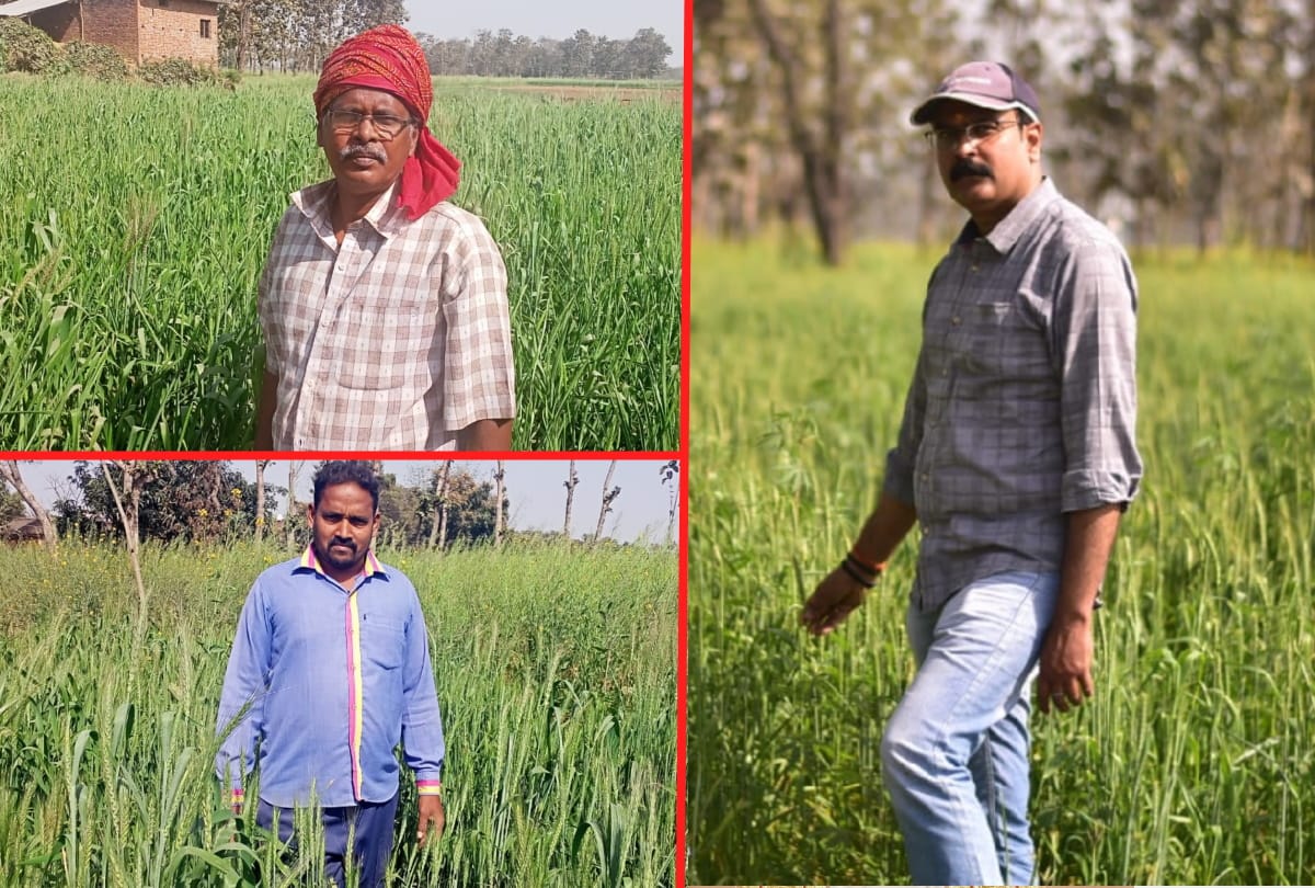 Black wheat farming started in UP Gorakhpur